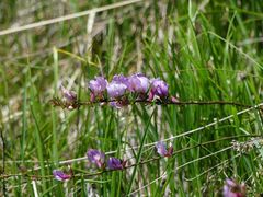 Chamaecytisus purpureus