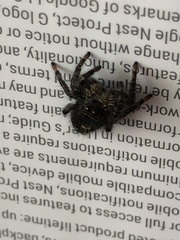 Phidippus audax