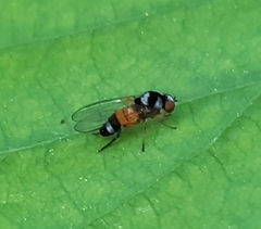 Callomyia amoena