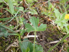 Ranunculus tuberosus
