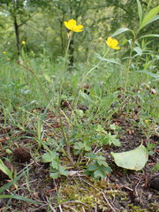 Ranunculus tuberosus