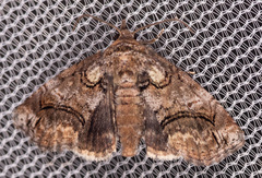 Paectes pygmaea