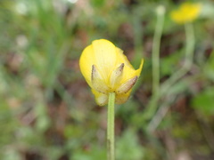 Ranunculus tuberosus