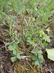Ranunculus tuberosus