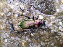 Carabus obsoletus