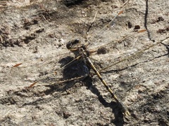 Progomphus joergenseni