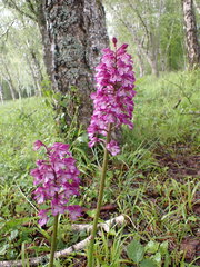 Orchis × hybrida