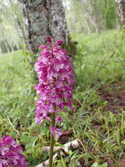 Orchis × hybrida