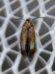 Stigmella multispicata