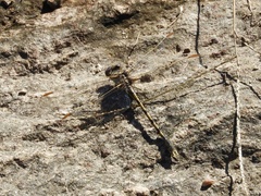 Progomphus joergenseni
