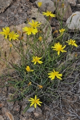 Launaea lanifera