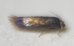 Stigmella multispicata