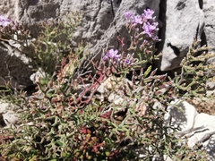 Limonium cordatum