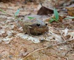 Uperodon systoma
