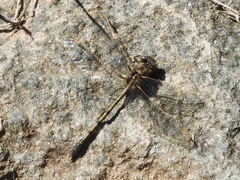 Progomphus joergenseni