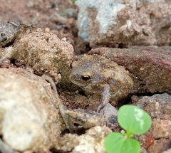 Uperodon systoma