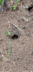 Lasius
