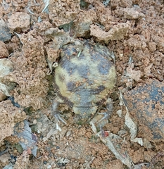 Uperodon systoma