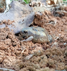 Uperodon systoma