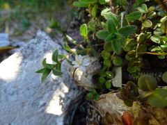 Epilobium brunnescens
