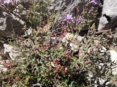 Limonium cordatum