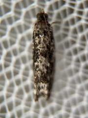 Gretchena watchungana