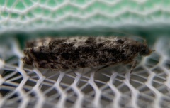 Gretchena watchungana