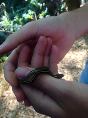 Thamnophis atratus