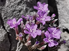 Limonium cordatum