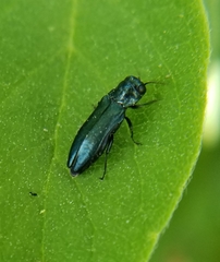Agrilinae