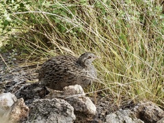 Nothoprocta pentlandii