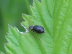 Phyllobius viridicollis