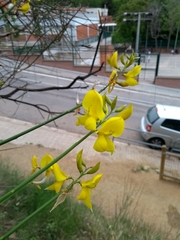 Spartium junceum