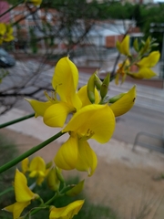 Spartium junceum