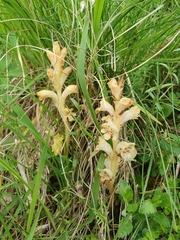 Orobanche teucrii