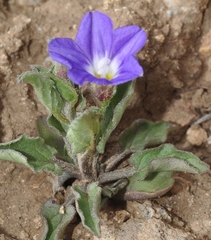Convolvulus siculus