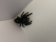 Phidippus audax