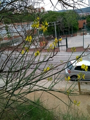 Spartium junceum