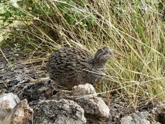 Nothoprocta pentlandii