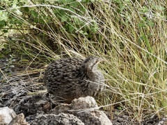 Nothoprocta pentlandii