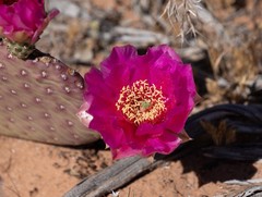 Opuntia aurea