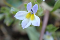 Porterella carnosula