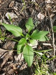 Mertensia paniculata