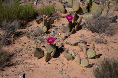 Opuntia aurea