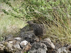 Nothoprocta pentlandii