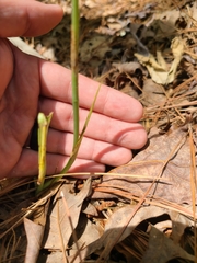 Spiranthes sylvatica