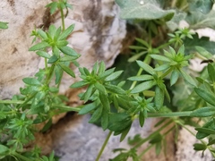 Galium murale