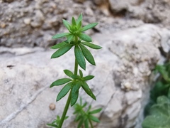 Galium murale