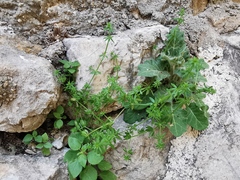 Galium murale