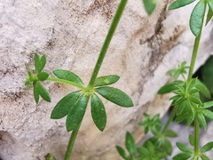 Galium murale